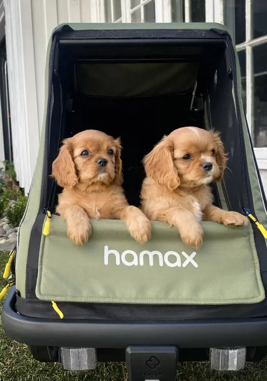 Hamax Pluto M dog trailer side entry for a dog